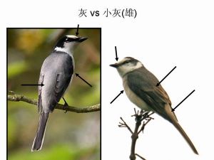 灰山椒鳥和小灰山椒鳥