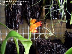 宿苞蘭屬 宿苞蘭屬