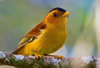 黑頂嬌鶲 黑頂嬌鶲