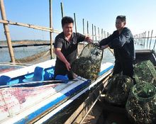 軍山湖大閘蟹養殖基地