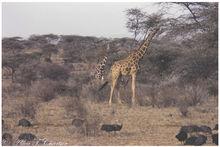 拉馬克鍾愛的長頸鹿