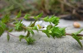 短腺小米草 短腺小米草