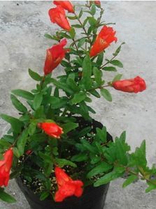 月季石榴 月季石榴