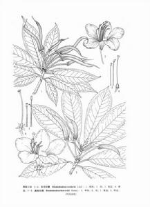 滇南杜鵑 滇南杜鵑