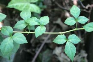 匍匐五加 匍匐五加