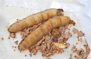 （圖）大家白蟻