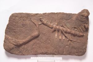 王屋似橫齒獸 王屋似橫齒獸