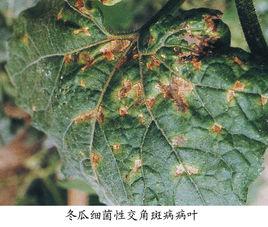 冬瓜細菌性角斑病 冬瓜細菌性角斑病