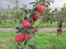 魯麗蘋果 魯麗蘋果