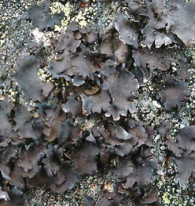 宣城石耳 宣城石耳