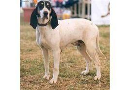 斯莫蘭德獵犬 斯莫蘭德獵犬