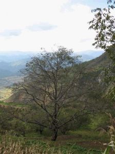 梅茨坪村 梅茨坪村