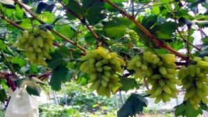 一博陽光葡萄莊園 一博陽光葡萄莊園