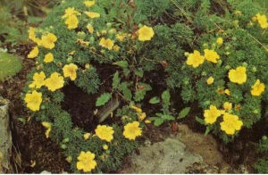 銀背委陵菜 銀背委陵菜