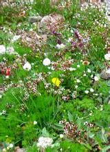 密葉虎耳草 密葉虎耳草