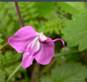 長齒連軸蘚 長齒連軸蘚