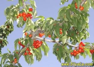 東壩觀光果園 東壩觀光果園