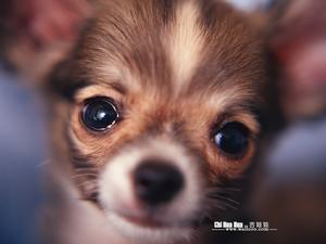 吉娃娃狗 吉娃娃狗