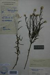 糙葉纖枝香青 糙葉纖枝香青