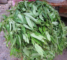 雞屎藤葉 雞屎藤葉