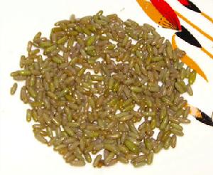 （圖）蟈蟈蠕動的卵