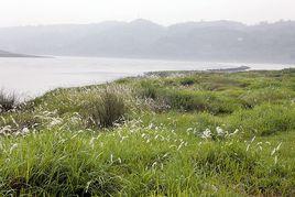 愛情河[岷江的二級支流]