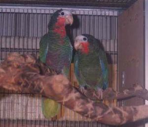 古巴亞馬遜鸚鵡