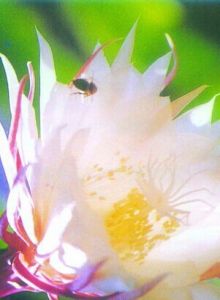 月下美人 月下美人