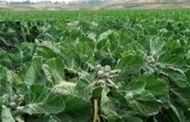 甘藍根腐病 甘藍根腐病