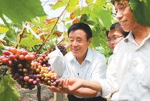 常德盛和農技人員在蔣巷生態園察看葡萄收成