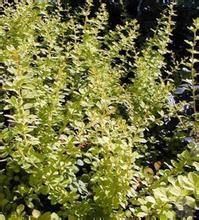 無量山小檗 無量山小檗