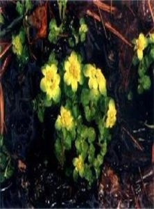 互葉金腰 互葉金腰