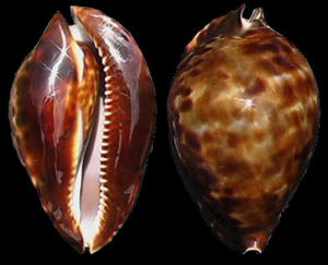 孤島寶螺 孤島寶螺