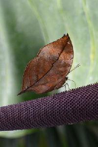 枯葉蛺蝶 枯葉蛺蝶