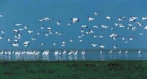 鄱陽湖自然保護區