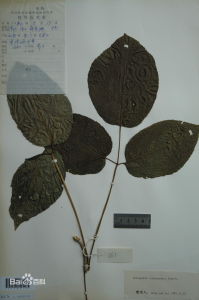 雲南五葉參 雲南五葉參