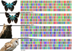 DNA條形碼