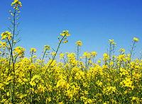 油菜