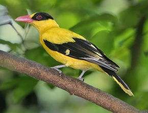 黑枕黃鸝桑吉爾島亞種 黑枕黃鸝桑吉爾島亞種