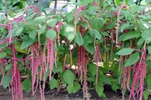 垂鞭繡球 垂鞭繡球