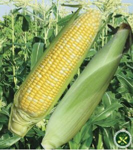 粵甜3號 粵甜3號