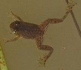 尖舌浮蛙 尖舌浮蛙