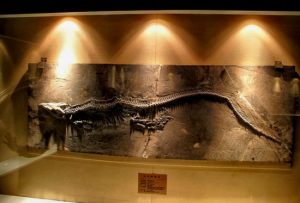 關嶺化石群 關嶺化石群