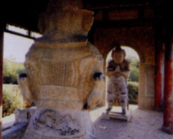 南皮石金剛 南皮石金剛