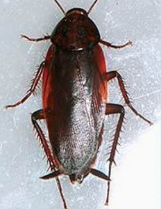 日本大蠊 日本大蠊