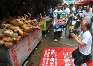 愛狗人士向已被宰殺的狗下跪“謝罪”