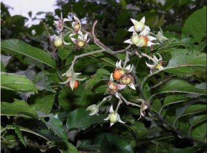 梨葉懸鉤子 梨葉懸鉤子