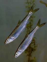 伍氏半餐 伍氏半餐