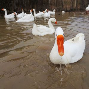 永豐龍岡鵝 永豐龍岡鵝