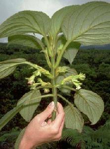 夏威夷漿果苣苔 夏威夷漿果苣苔